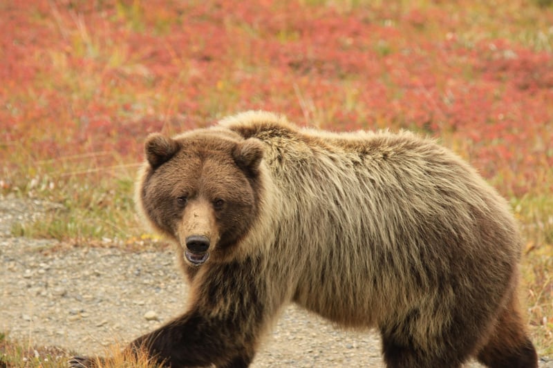 Denali National Park, Alaska